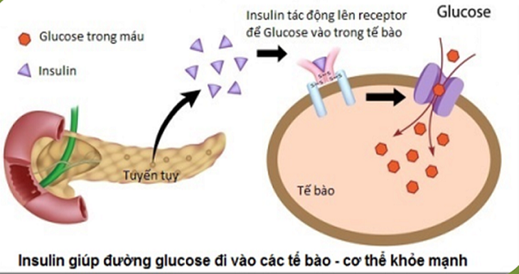 Insulin giúp đường đi vào tế bào